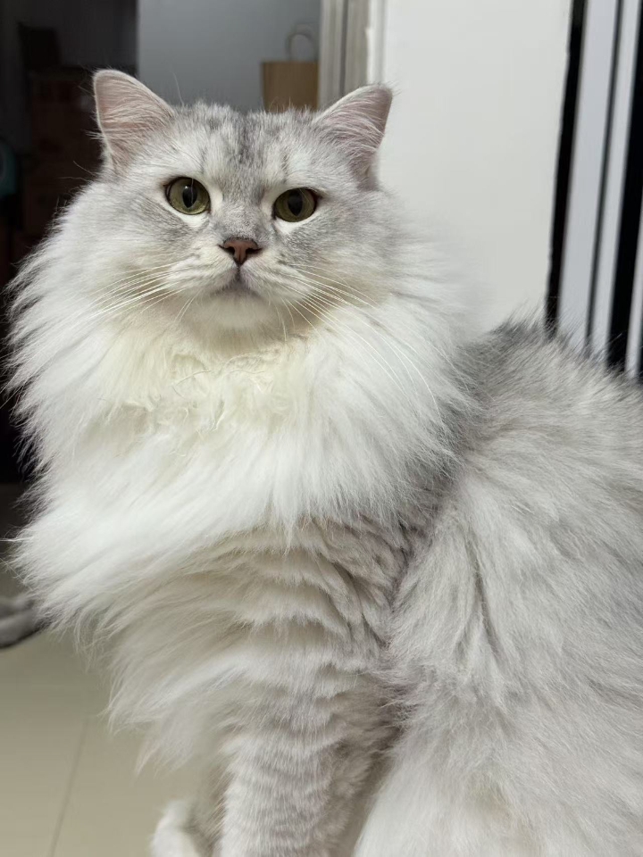 盛世美颜❤️