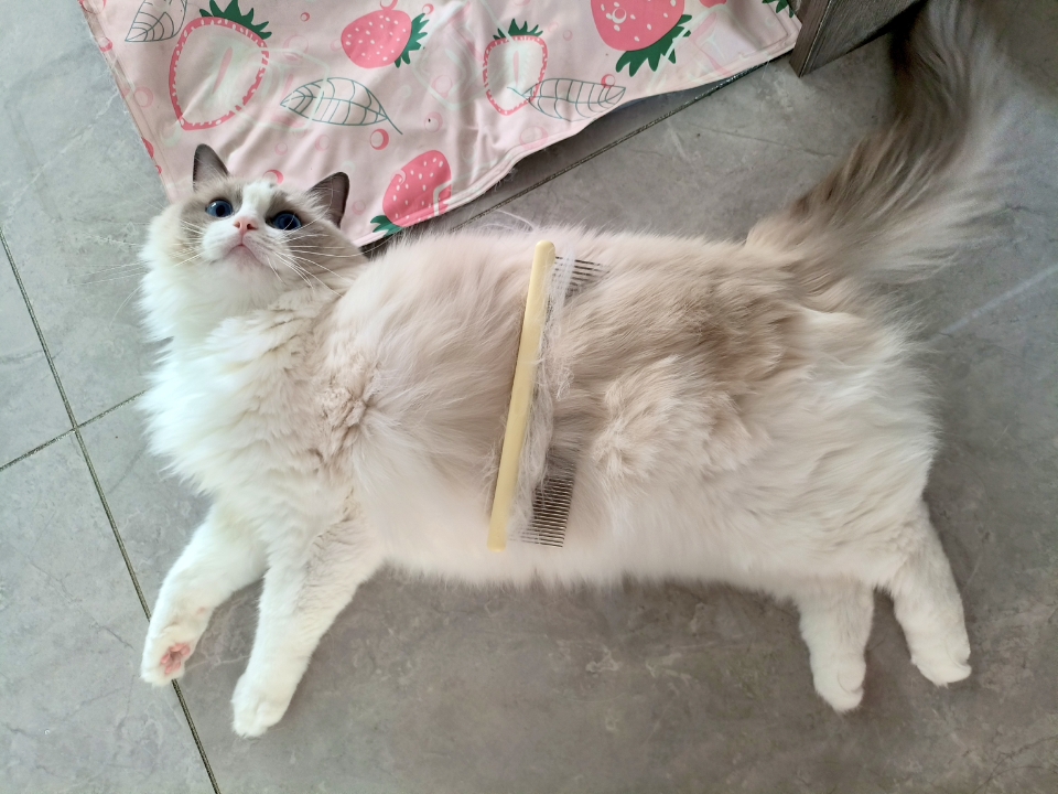 被蛮果这把宽密排梳惊到了！长毛布偶猫超需要！