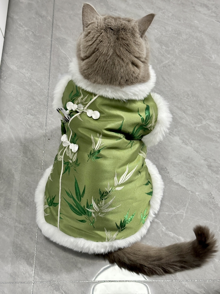 小猫我呀  也是夏天穿上冬衣了捏
