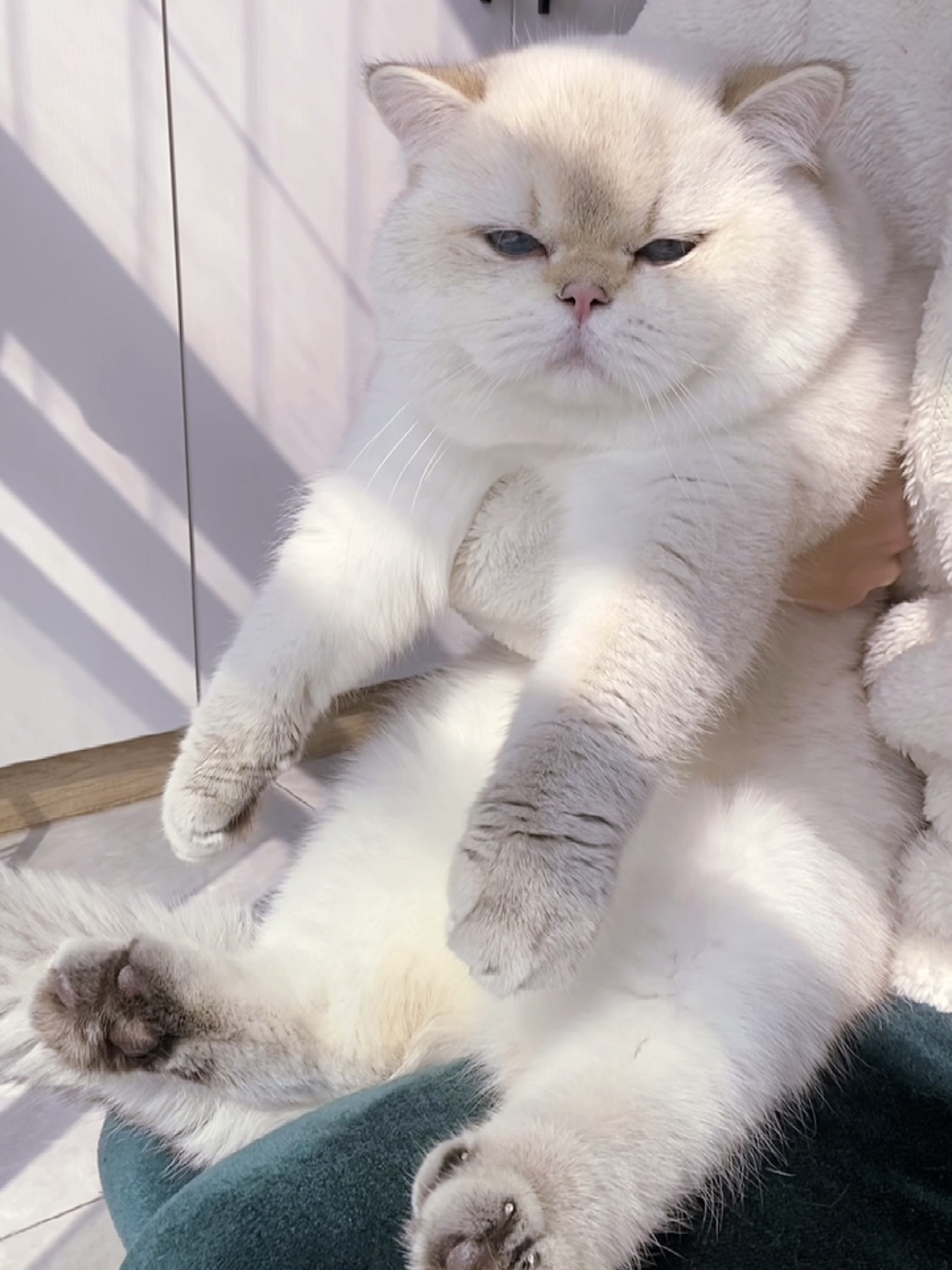 其实小猫的一生有大半时间都在等你回家