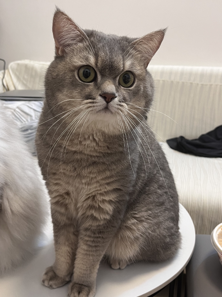 猫猫日记
