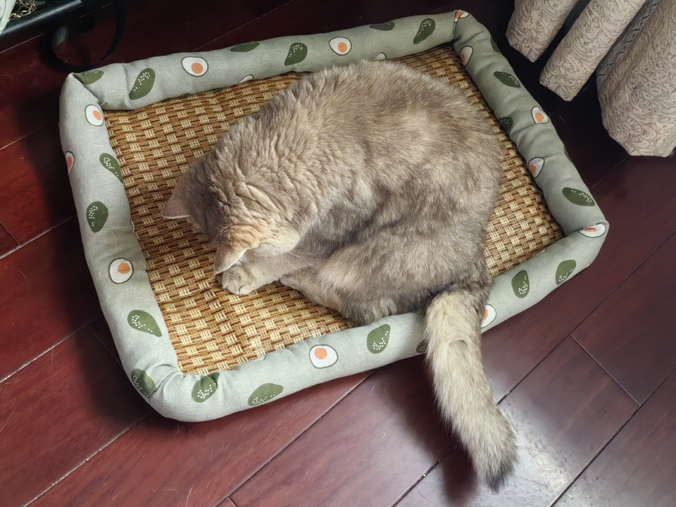 7.28姐弟猫