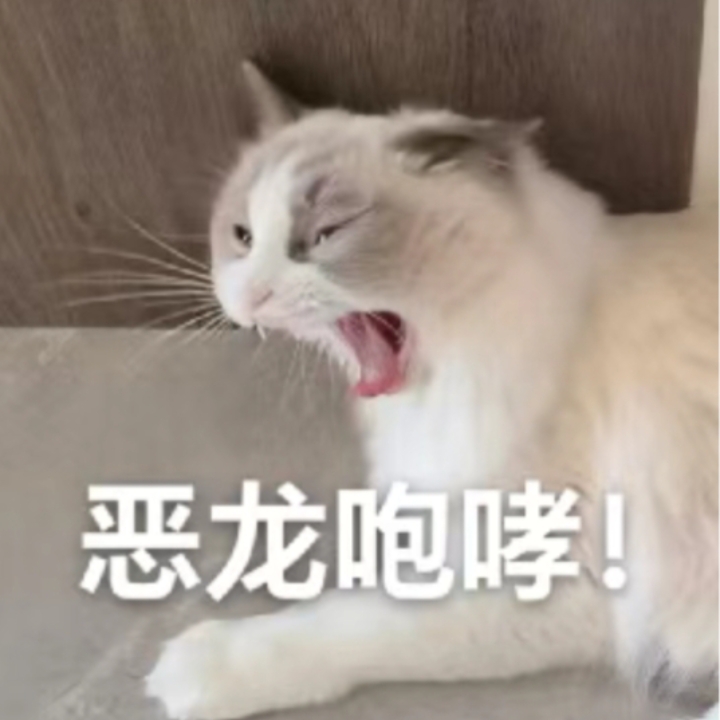 灰灰的丑照～手机里全是灰灰的表情包～