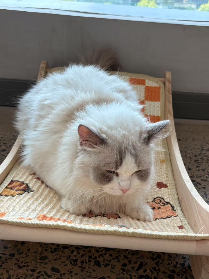 可爱小猫～