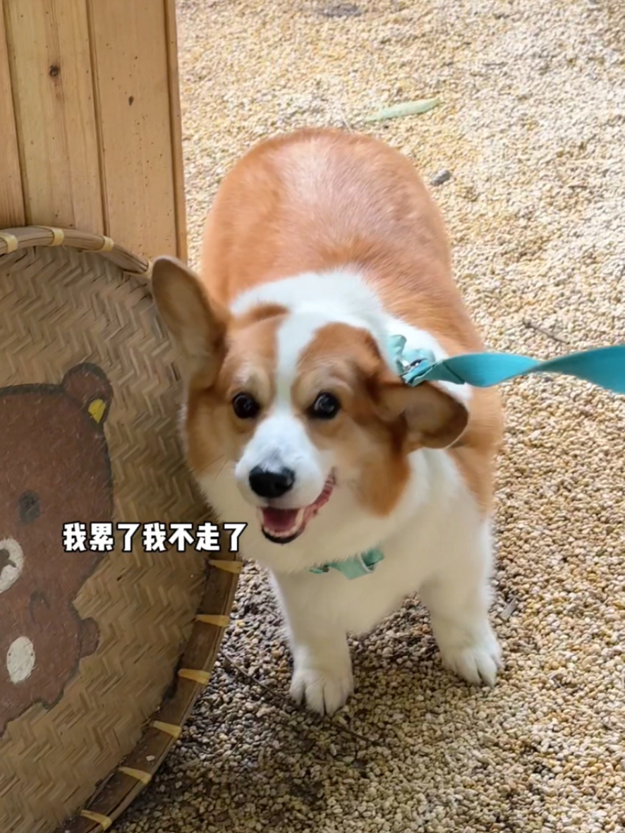 今天带小狗去避暑了哦！