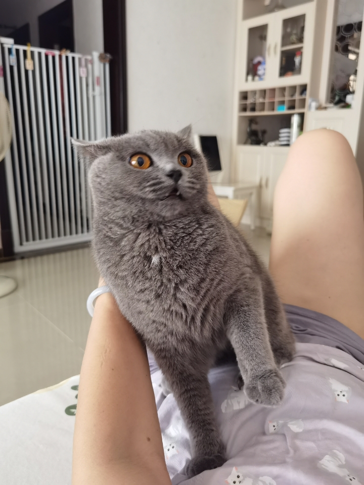 250731妹猪戴羽毛球🏸