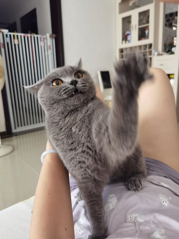 250731妹猪戴羽毛球🏸