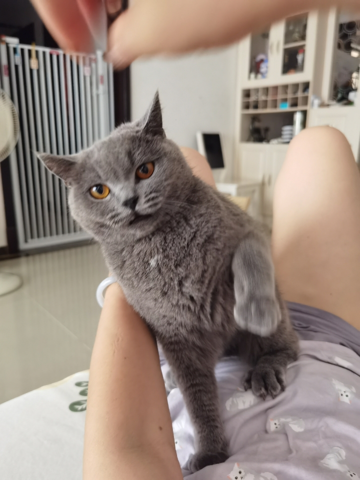 250731妹猪戴羽毛球🏸