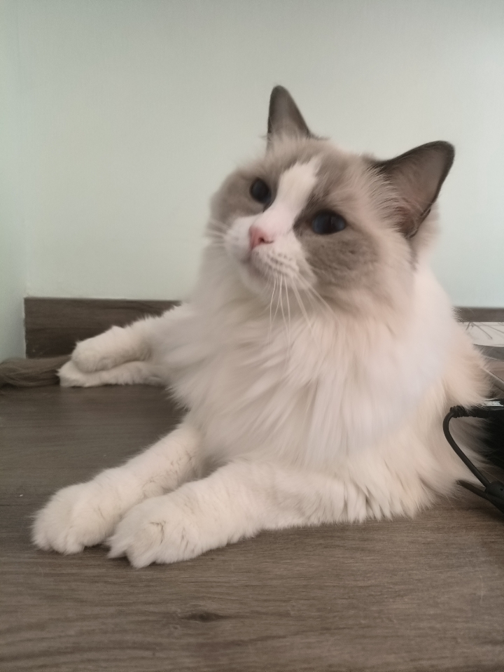 漂亮的小妞妞～ 太爱我的小宝猫猫了 小猫就是小天使！ 没有人能够拒绝小猫！