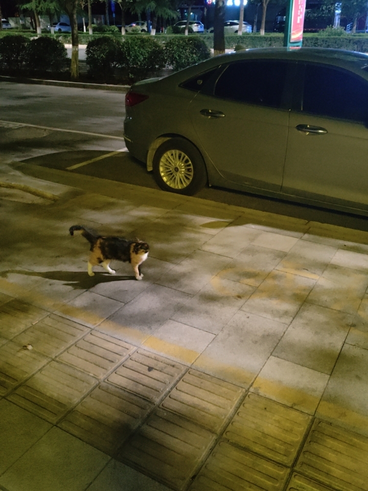 路上偶遇的流浪小猫，是个漂亮的小玳瑁，直接一大把猫粮投喂，宝宝你是个香香软软小可爱，一定要健康快乐！
