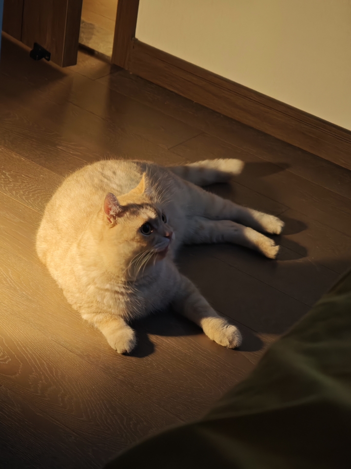 夕阳给地板镶了金边，也给小猫披上暖黄绒毯。它惬意瘫着，像团会呼吸的棉花糖，把平凡日常晕染得温柔又甜，这一刻，时光都慢下来，陪着它一起晒太阳。