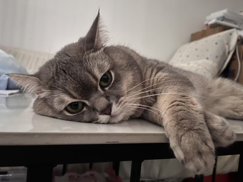 猫猫日记