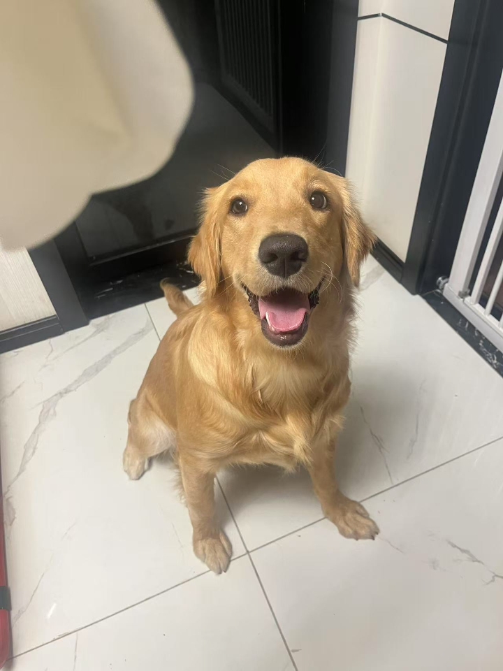 品种：博美🐾 体重：2.3kg 性别：母 发病时间：五月中旬 发病症状：胆小，喜欢躲在暗处，伸着脖子喘粗气，结膜充血，尿失禁，食欲下降，不吃不喝，会莫名惨叫，晚上更严重  发病缘由： ▪饮食不均衡或营养不良，导致体内维生素缺乏，主要是长期缺乏维生素B ▪寄生虫或缺乏营养元素会导致病菌或病菌感染 ▪经常运动或运动量太大，脊椎压迫到神经 ▪神经系统紊乱，造成运动神经炎症先天性▪神经问题 或 遗传基因问...