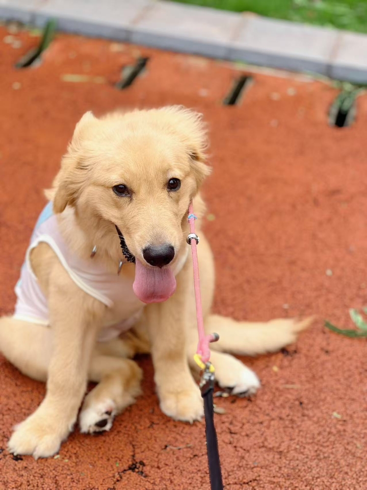 我家也是犬猫得了神经炎，但是症状不是很严重，就是走路一瘸一瘸的，当时我给我家犬猫吃复元定+甲钴胺片大活络丸，大概吃了一两周就好了，你可以试试。
