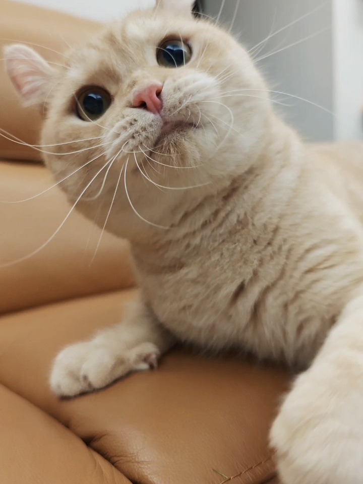 猫咪又开启了它的“充电模式”，睡得一脸惬意，仿佛这世间的烦恼都与它无关，真羡慕这无忧无虑的喵生～