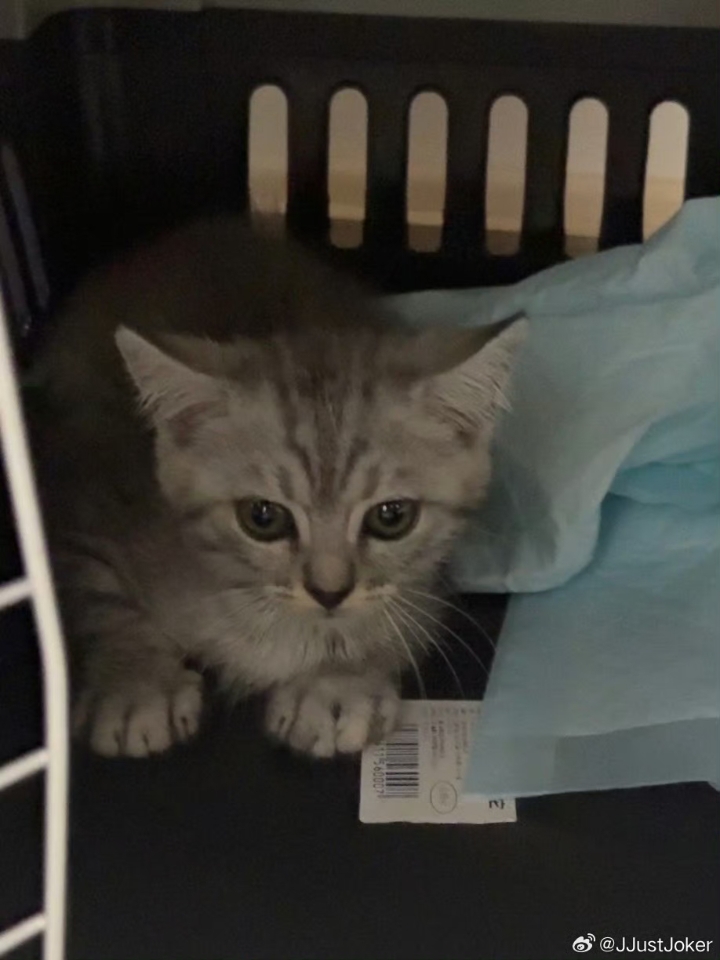 再也不是没猫的的野额娘了[哇]