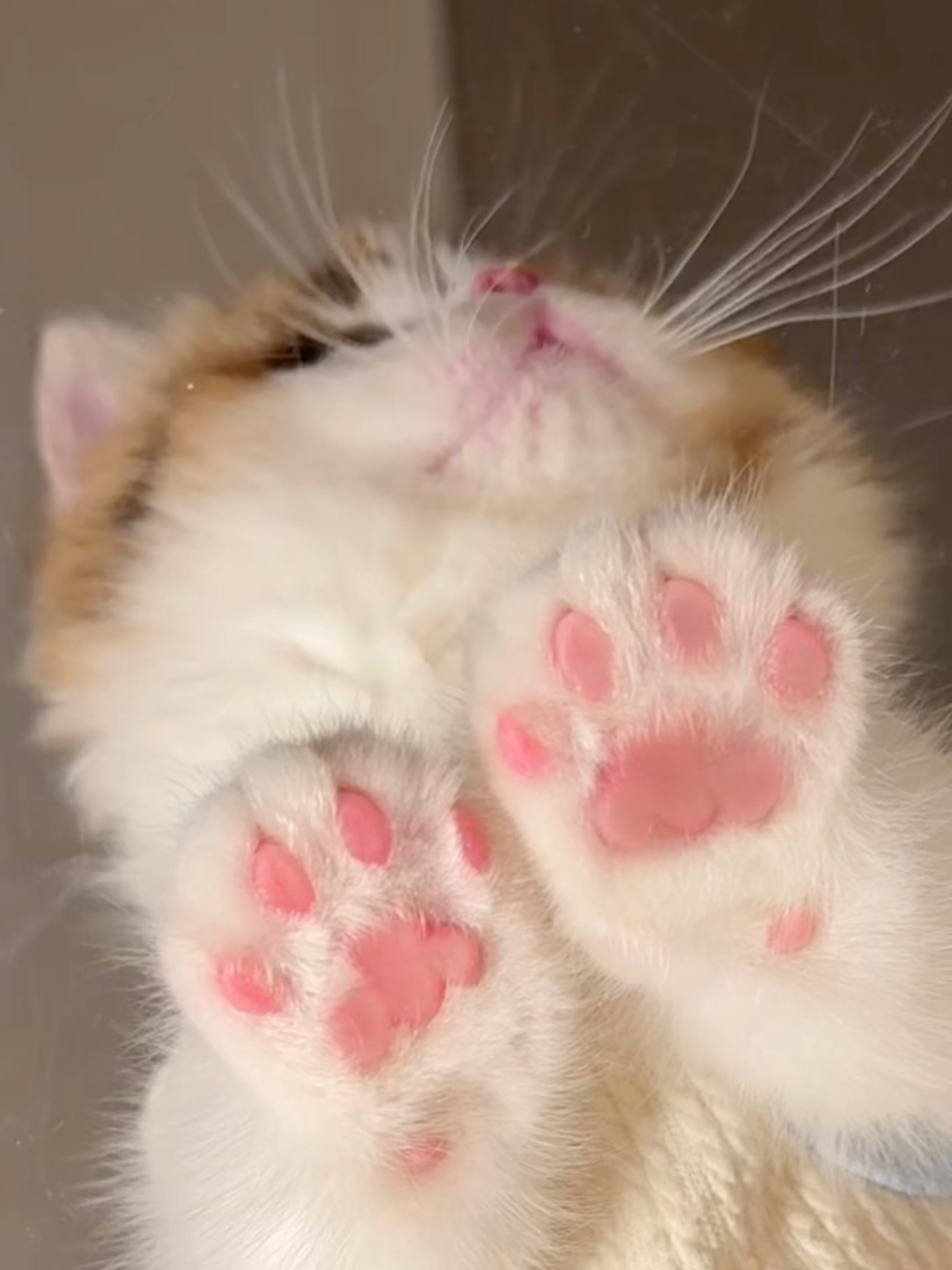 请你看没埋过屎的粉爪爪🐾