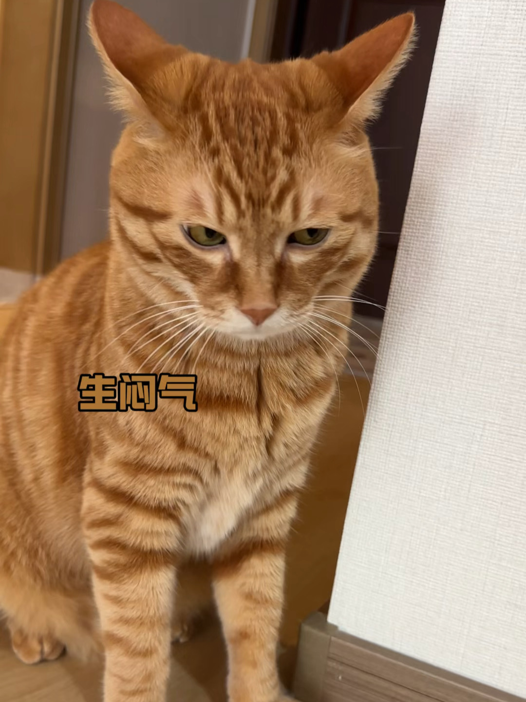 坏橘生闷气可有意思了