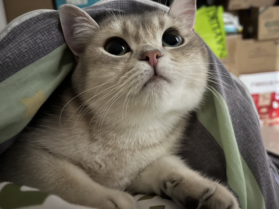 猫猫日记