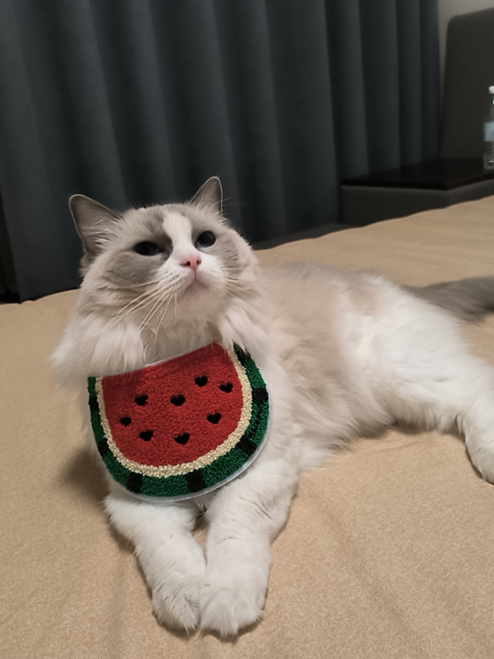 给灰灰新买的口水巾，太可爱啦，小西瓜小猫咪～就是有点硬啊，孩子趴下都支愣住了。