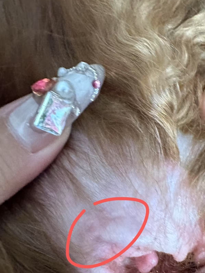 这种狗狗应该是这一群里最弱小的，所以狗妈妈可能不会很照顾所以营养不良，给狗狗补充一下营养喂一点复元定片大活络甲钴胺片就可以了。