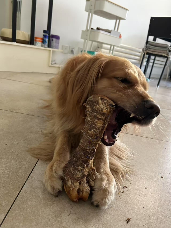 犬猫得了神经炎可以给猫咪服用复元定片大活络丸机关炮，修复受损的神经系统，日常饮食里也要注意给猫咪喂点果蔬，补充猫咪必须的微量元素，饮食尽量多元化,不能总喂一种单一的食物。