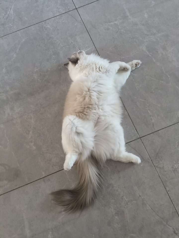 肥猫灰灰～