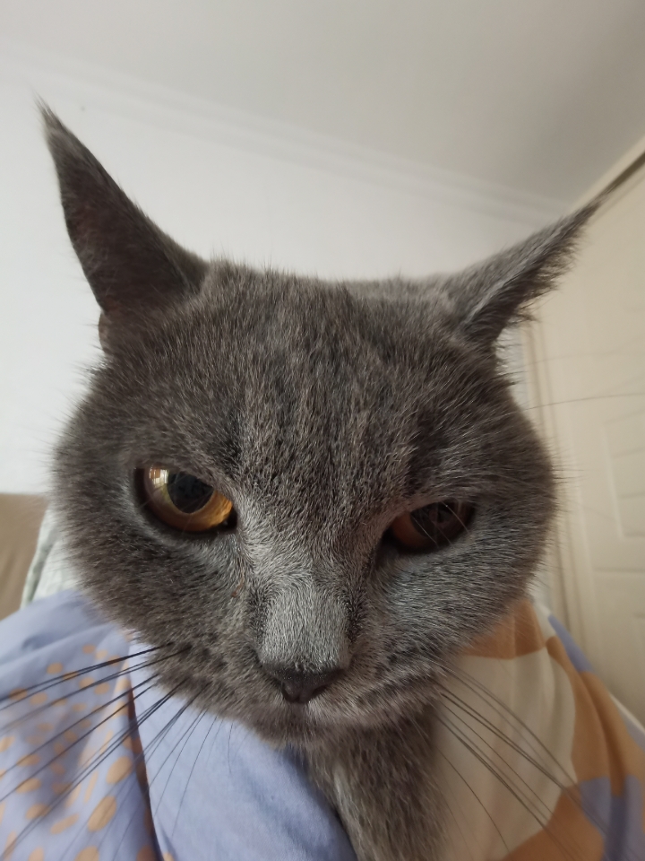 小猫自拍大赛冠军在此！🐱📸