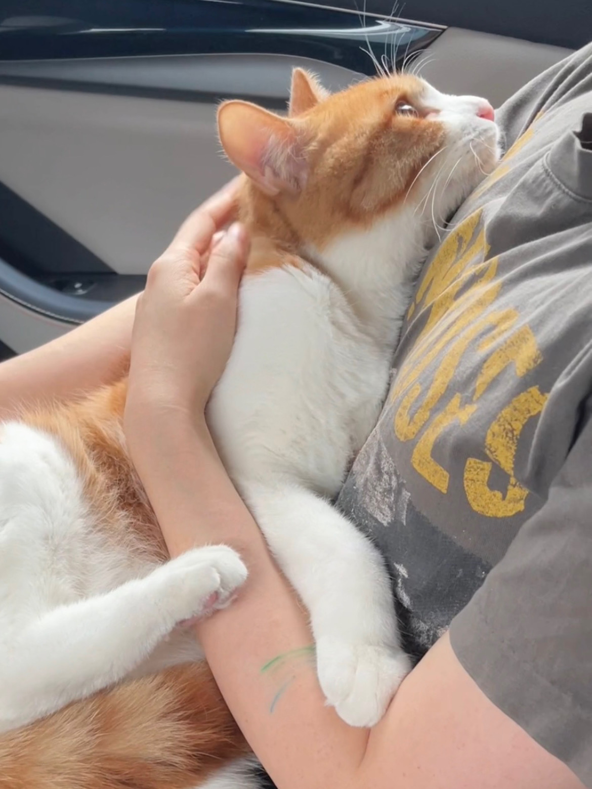 不养猫很难懂我的快乐吧～