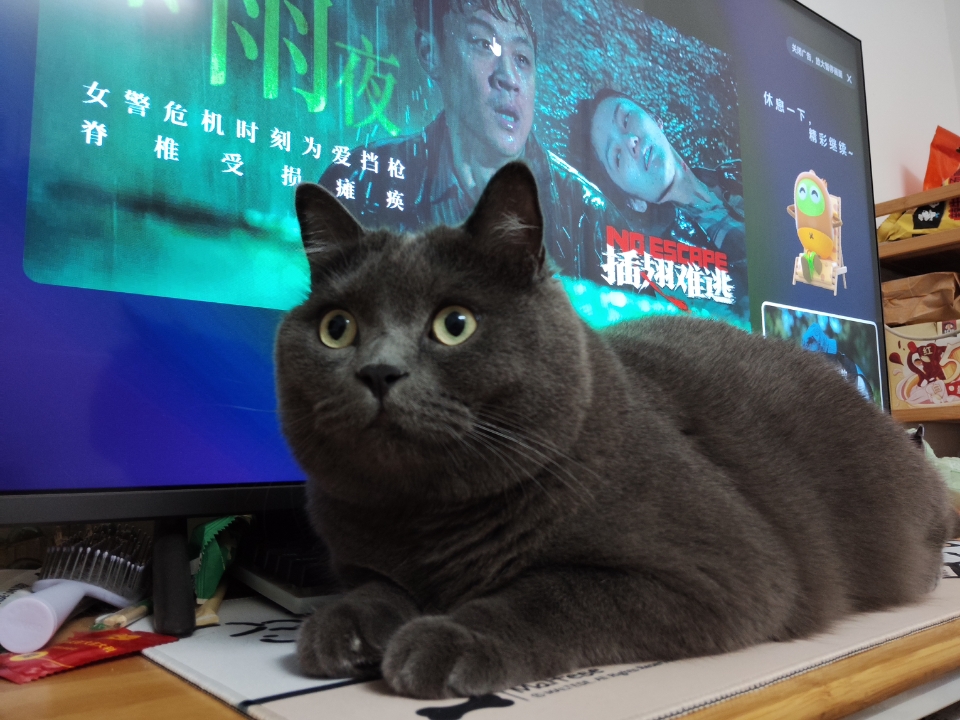 猫猫日记
