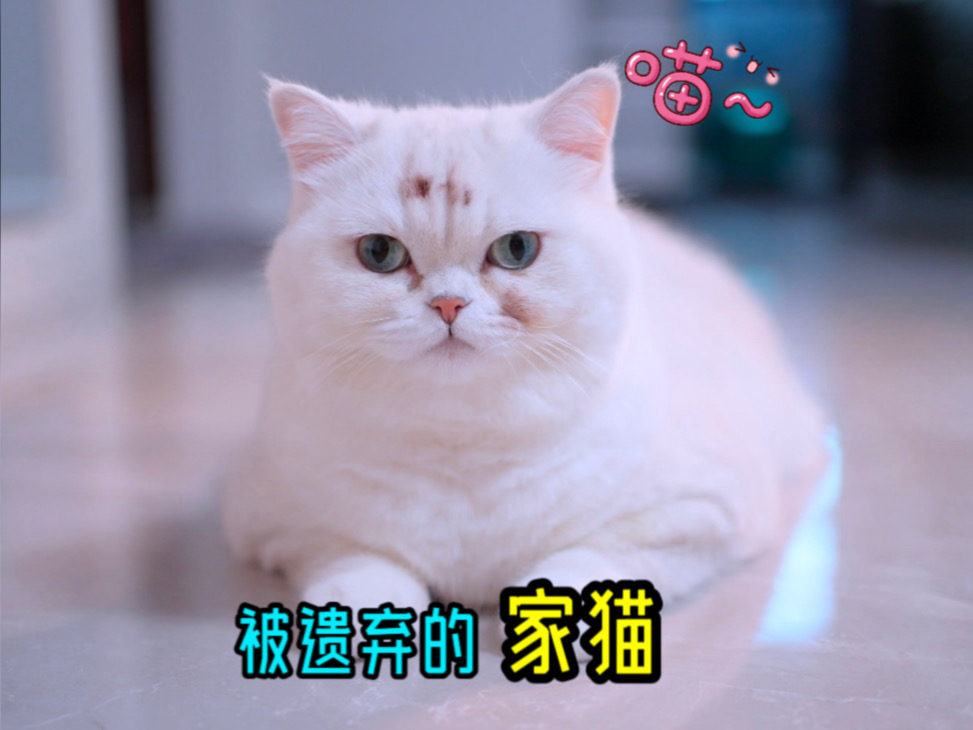 不会抓老鼠的宠物猫，饿晕在街头