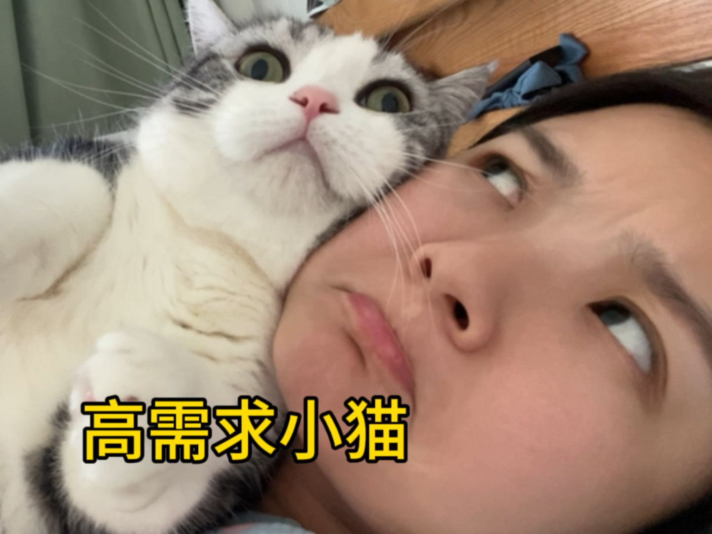 猫太粘人怎么不算烦恼了？这么热的天睡脸上