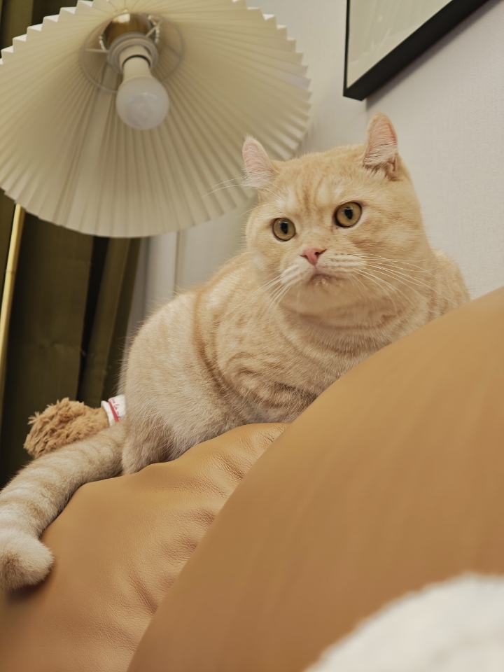 小猫咪能有什么烦恼呢，不过是在思考今天是玩毛线球，还是睡大觉～
