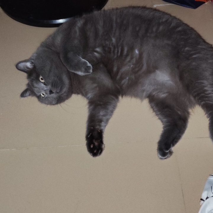 猫猫日记