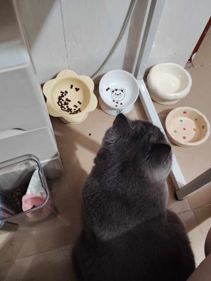 猫猫日记