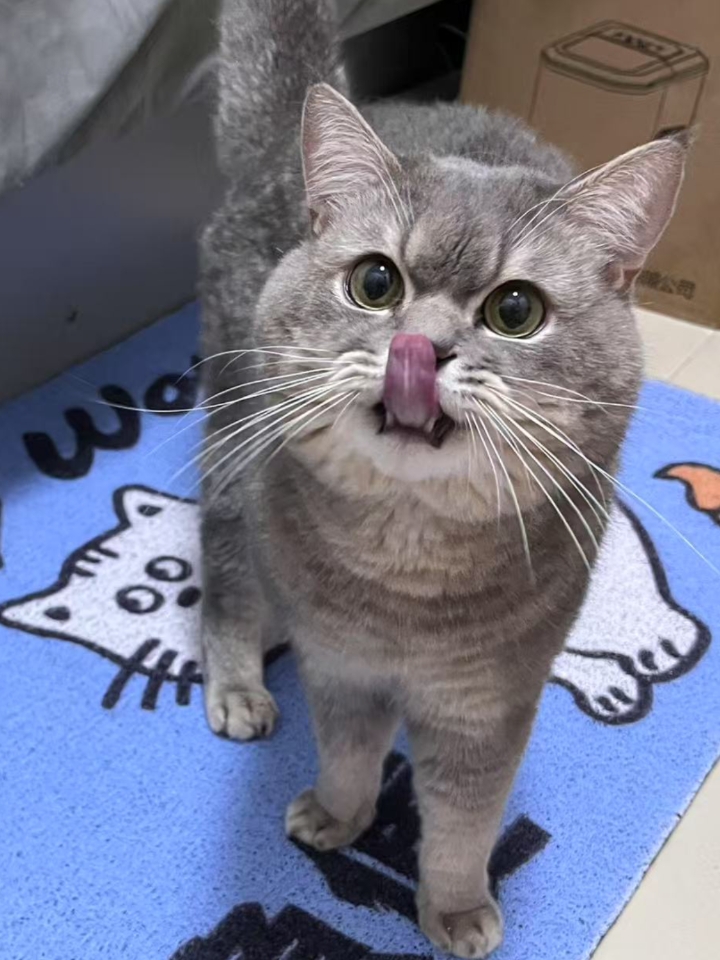 猫猫日记