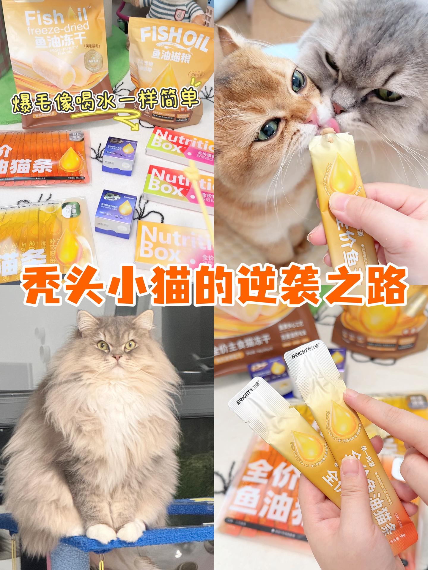 秃头小猫逆袭篇 ｜感谢布兰德美毛全家桶✌️