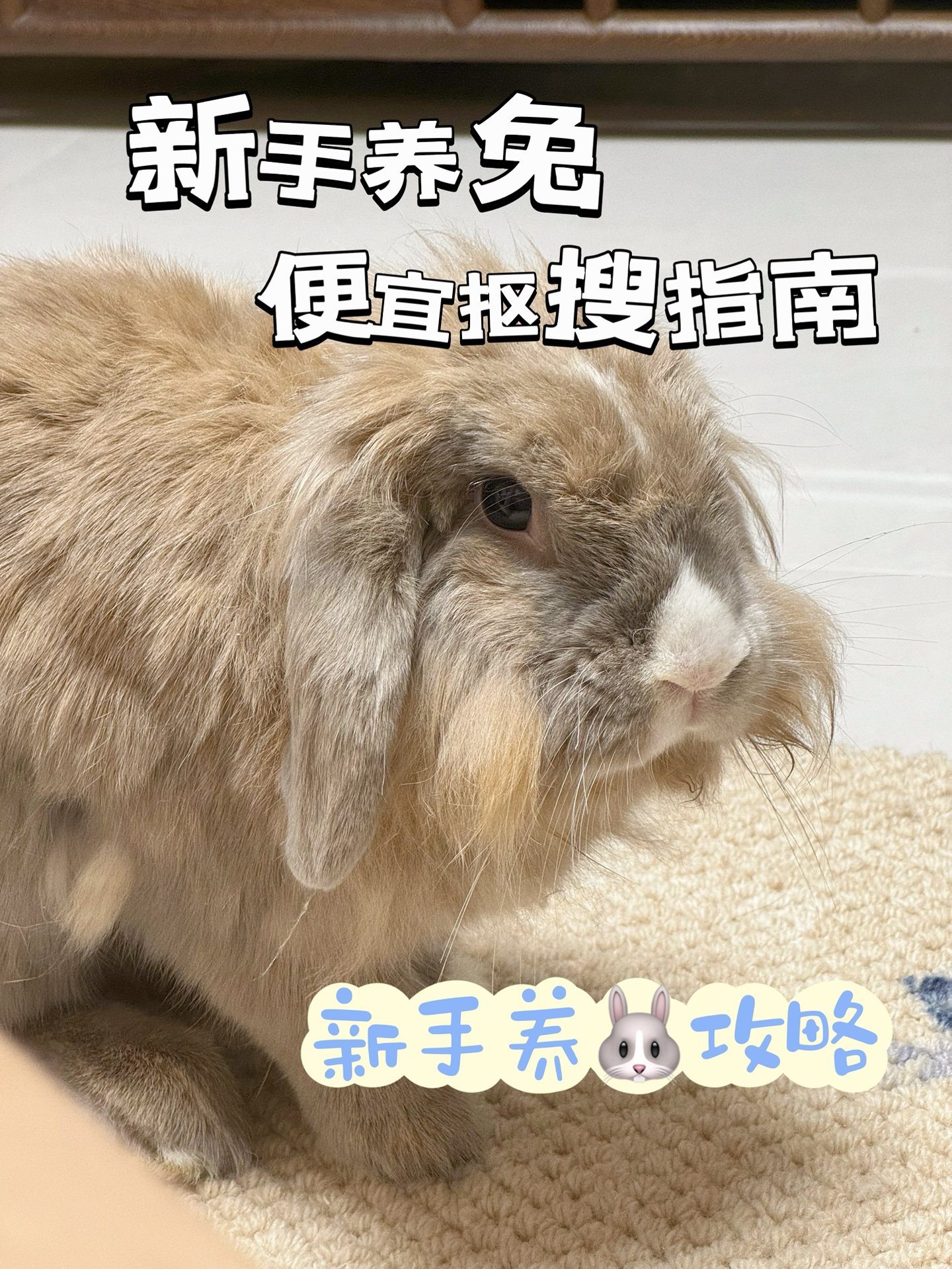 pdd版养兔抠搜指南