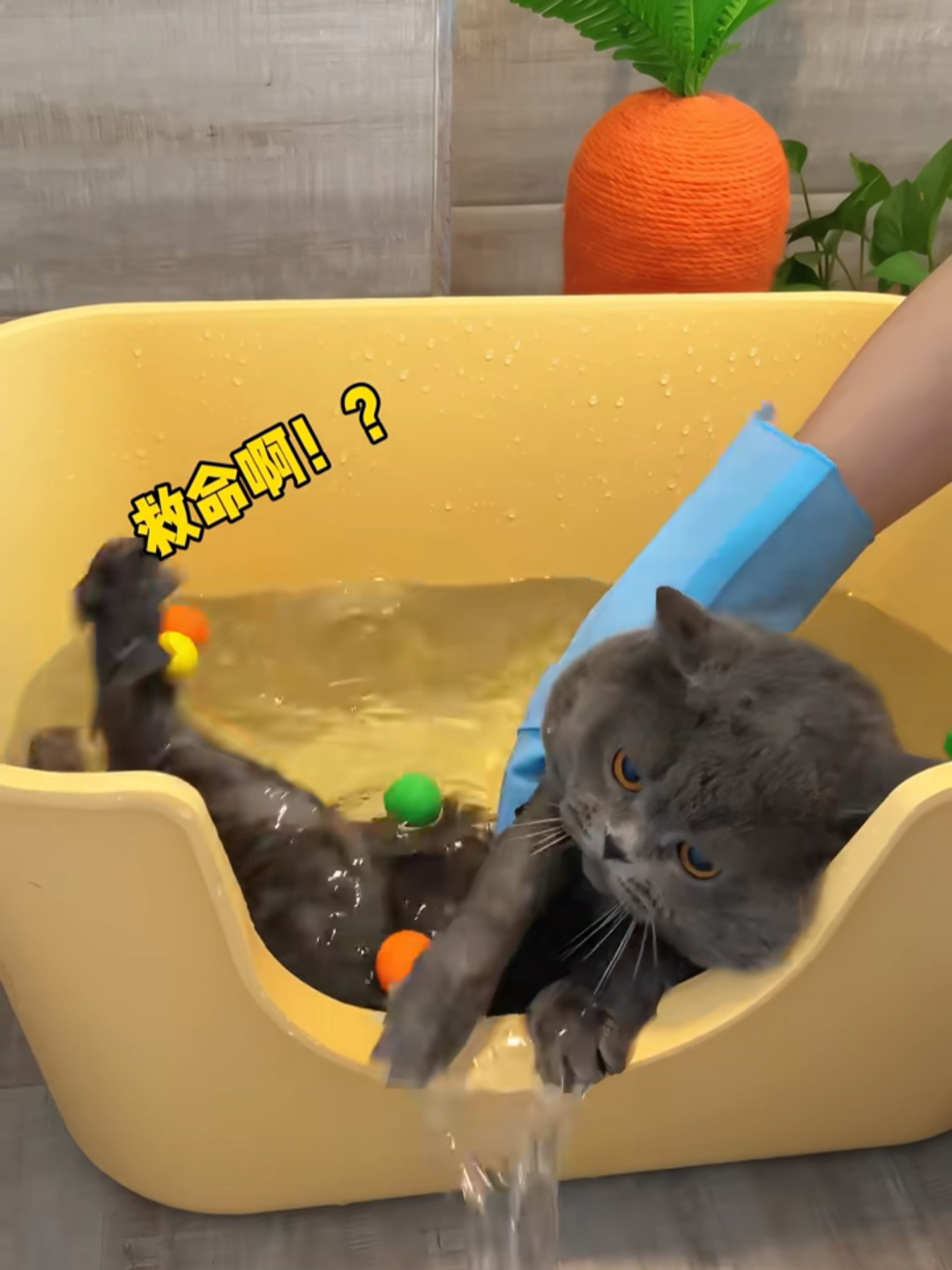 想要猫猫我乖乖洗澡可没那么简单 ！