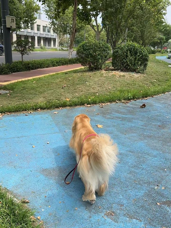 很多狗崽子的主人都在问冬天狗子突发了神经炎应该怎么办，其实不用担心也不用紧张，我这边给大家分享一些相关经验，希望可以帮助到大家 --- 【神经炎主要症状排查】 ①局部肿胀，触诊表现敏感、拱背、有痛感 ②严重疼痛时会发出呻吟 ③出现精神状态不好、食欲降低 ④躲在窝里不爱运动 ⑤后肢躯体瘫痪，无法正常行走 --- 【神经炎什么原因】 1.狗狗神经炎的发病机理较为复杂，但维斗逗陵生素B族的缺乏是主要诱因...