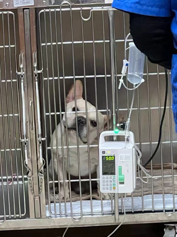 狗狗神经炎治疗成功！！  - 这几天复盘了一下，突然发现我家狗狗神经炎已经有大半年都没有复发过了！！ - 先介绍一下我家狗子情况 品种：泰迪 年龄：6.5岁 体重：7.9kg左右 患病过程：第一次发病是在22年6月份的时候，那会就是发现它步态不稳，身体一直晃晃悠悠的，一碰到它还会发出惨叫，然后还发现它脖颈处发硬，就状态就很奇怪，于是我就带着狗狗去了医院，医生检查了一下说应该是神经炎，当时在医院打了...