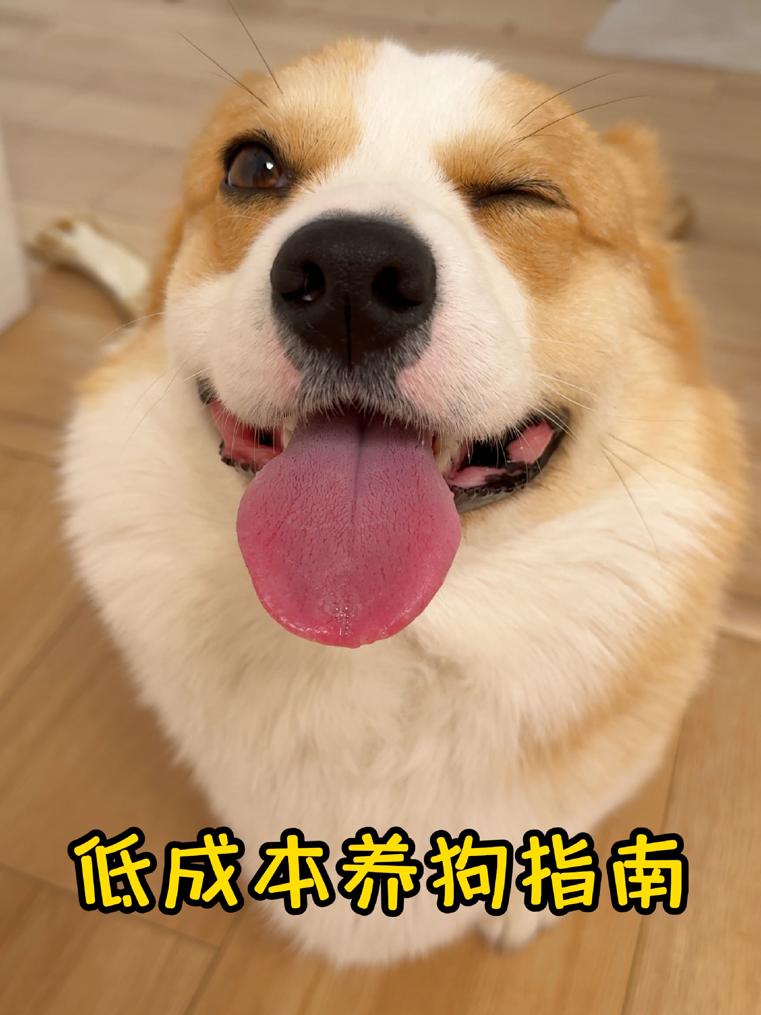 低成本养狗|500一月穷养狗