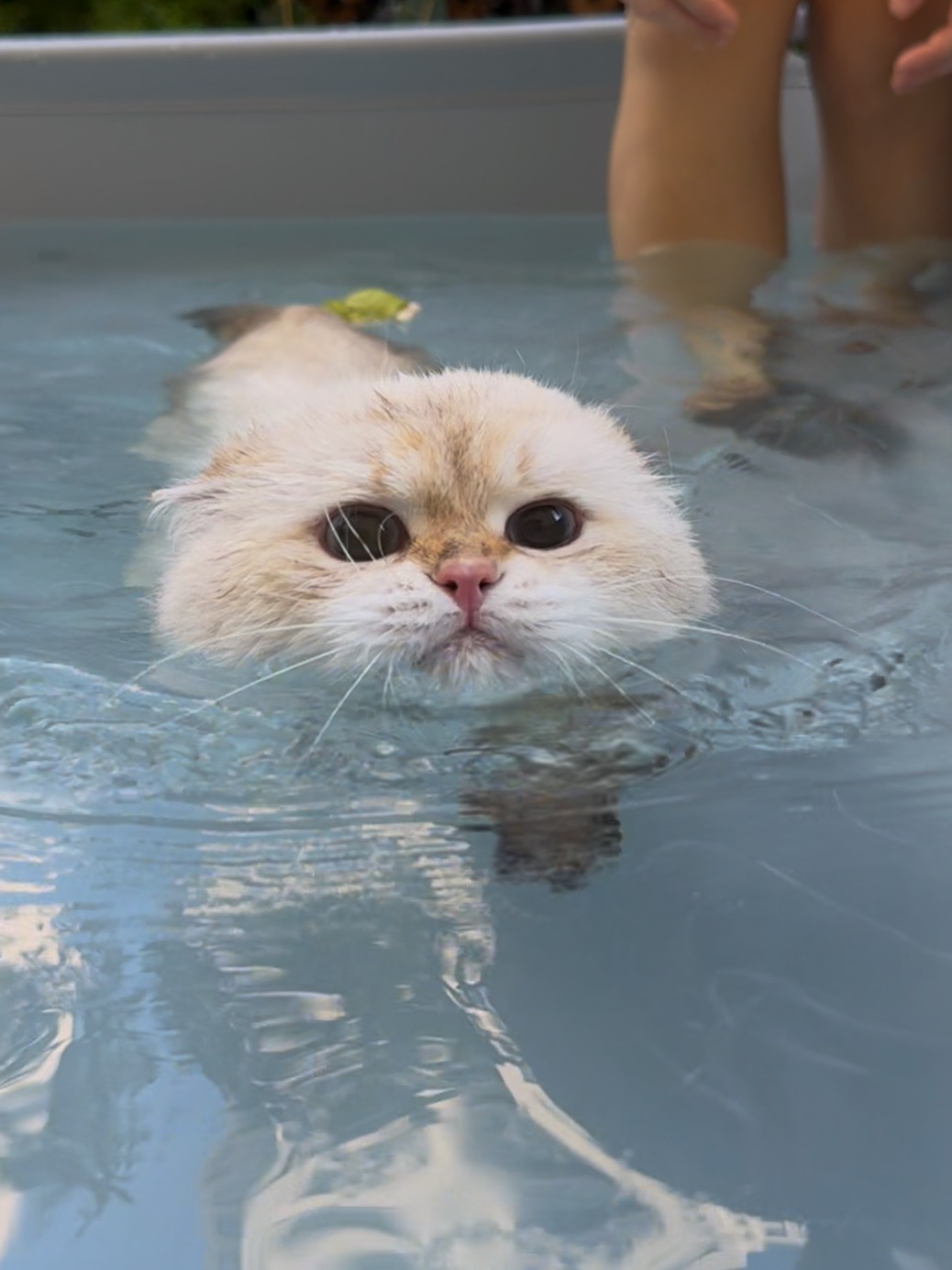 猪猪居然会游泳  太可爱了吧！