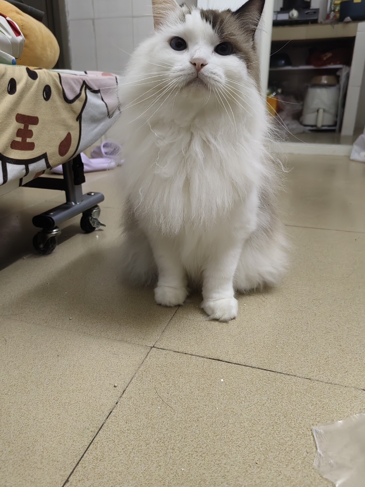 小咪