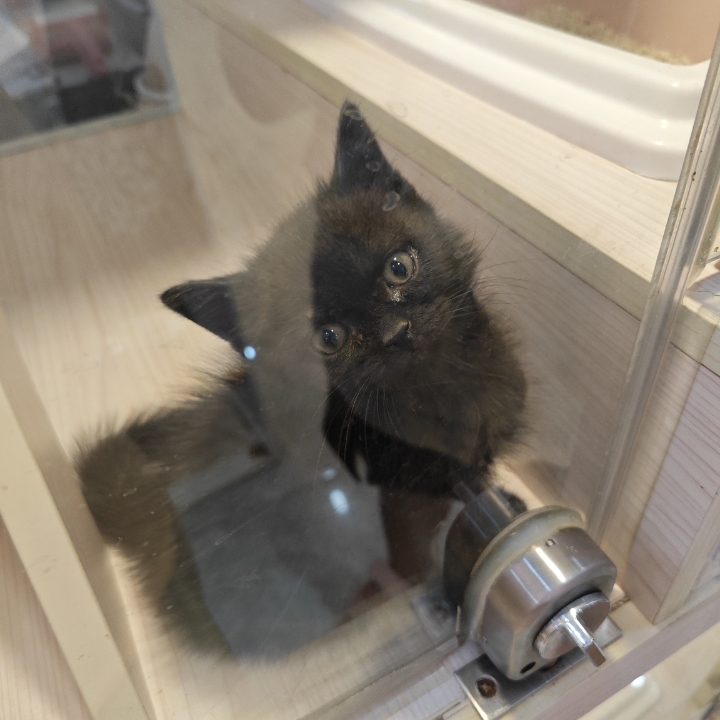 猫猫们~~🐾