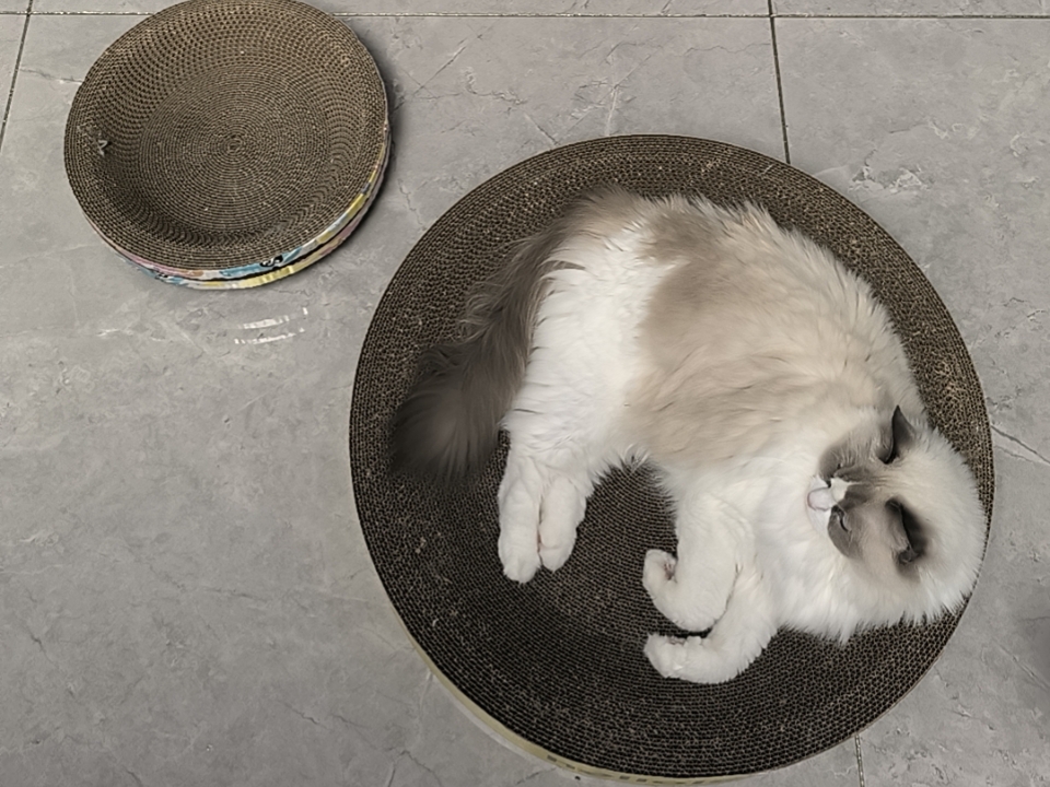 小猫真的好喜欢猫抓板啊～