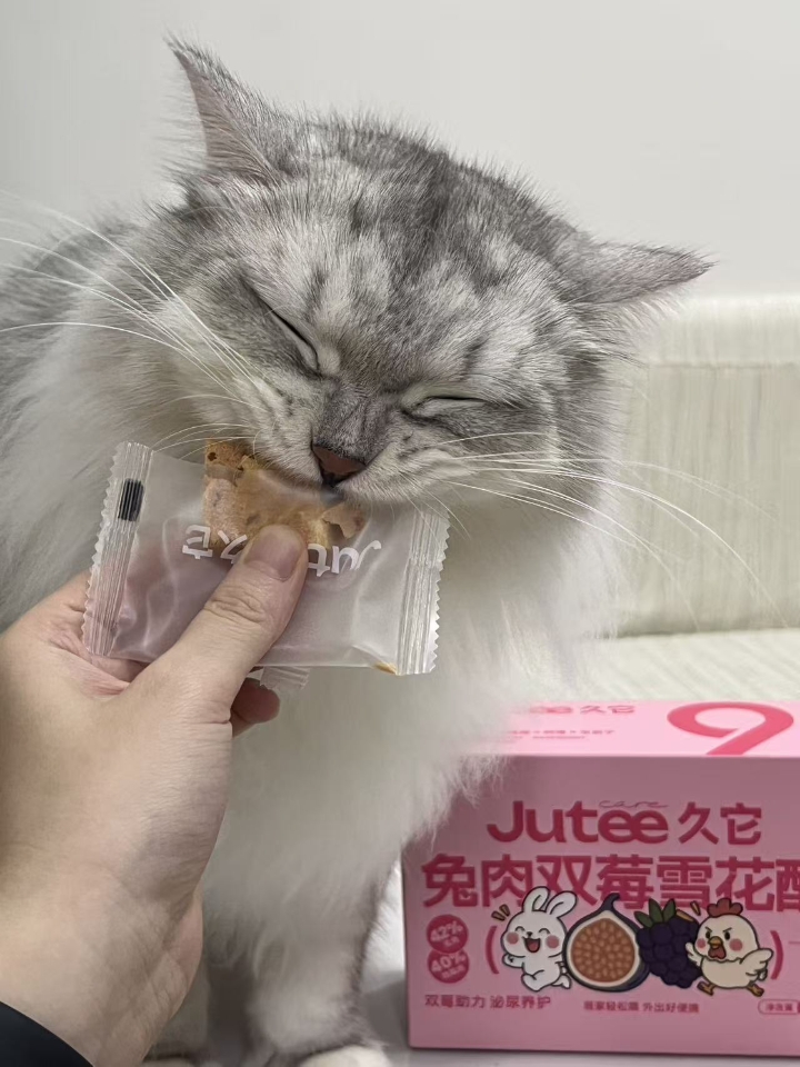 猫猫日记