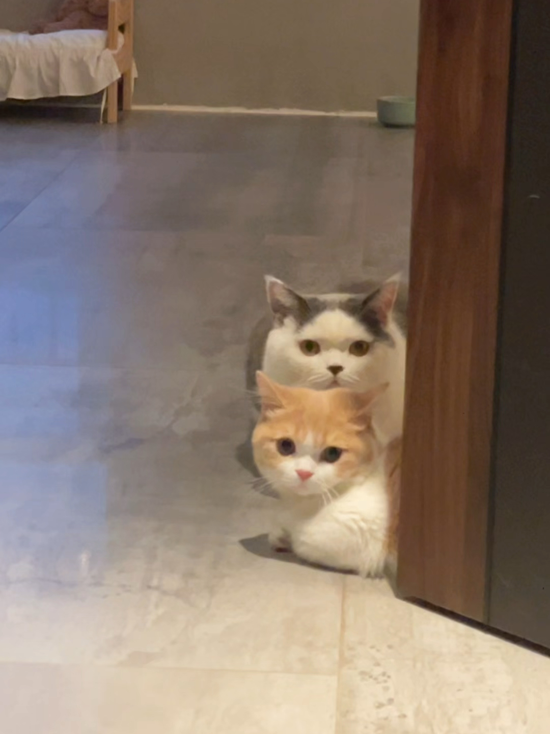 人，是很容易爱上咪的