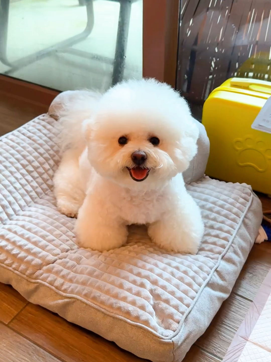 狗生的第一次酒店打卡：兴奋到模糊！
