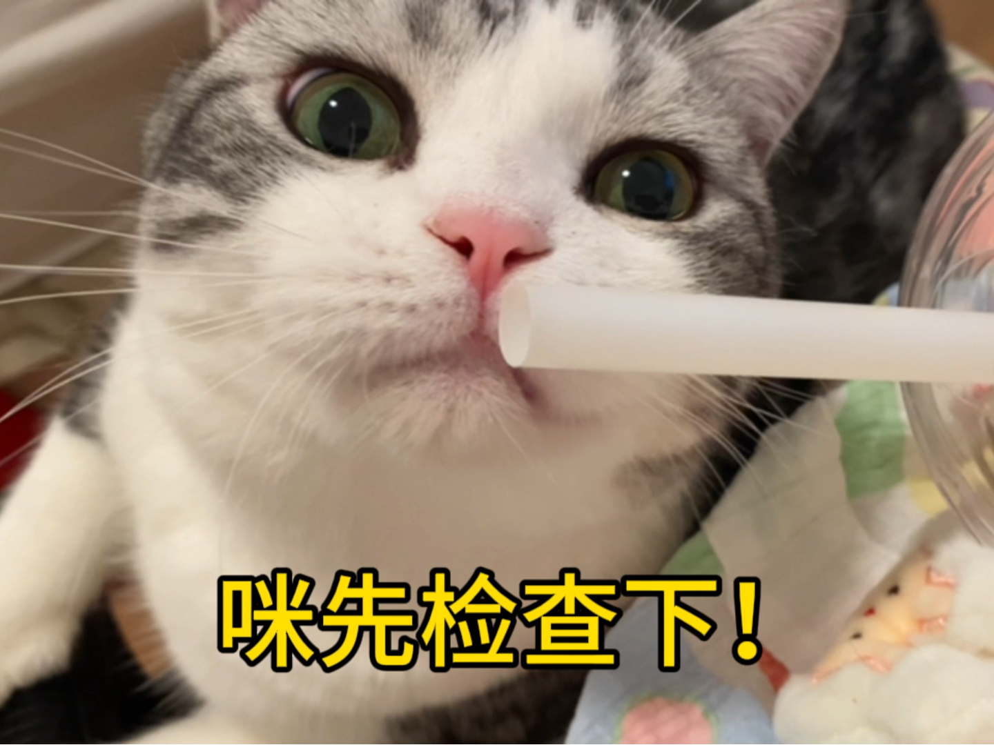 不是吧？养了猫之后人都没有吃饭自由了吗？！